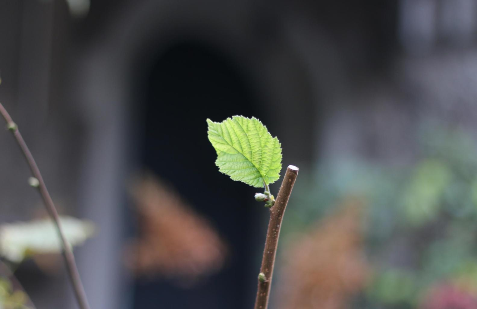 Real Defocus Input 230