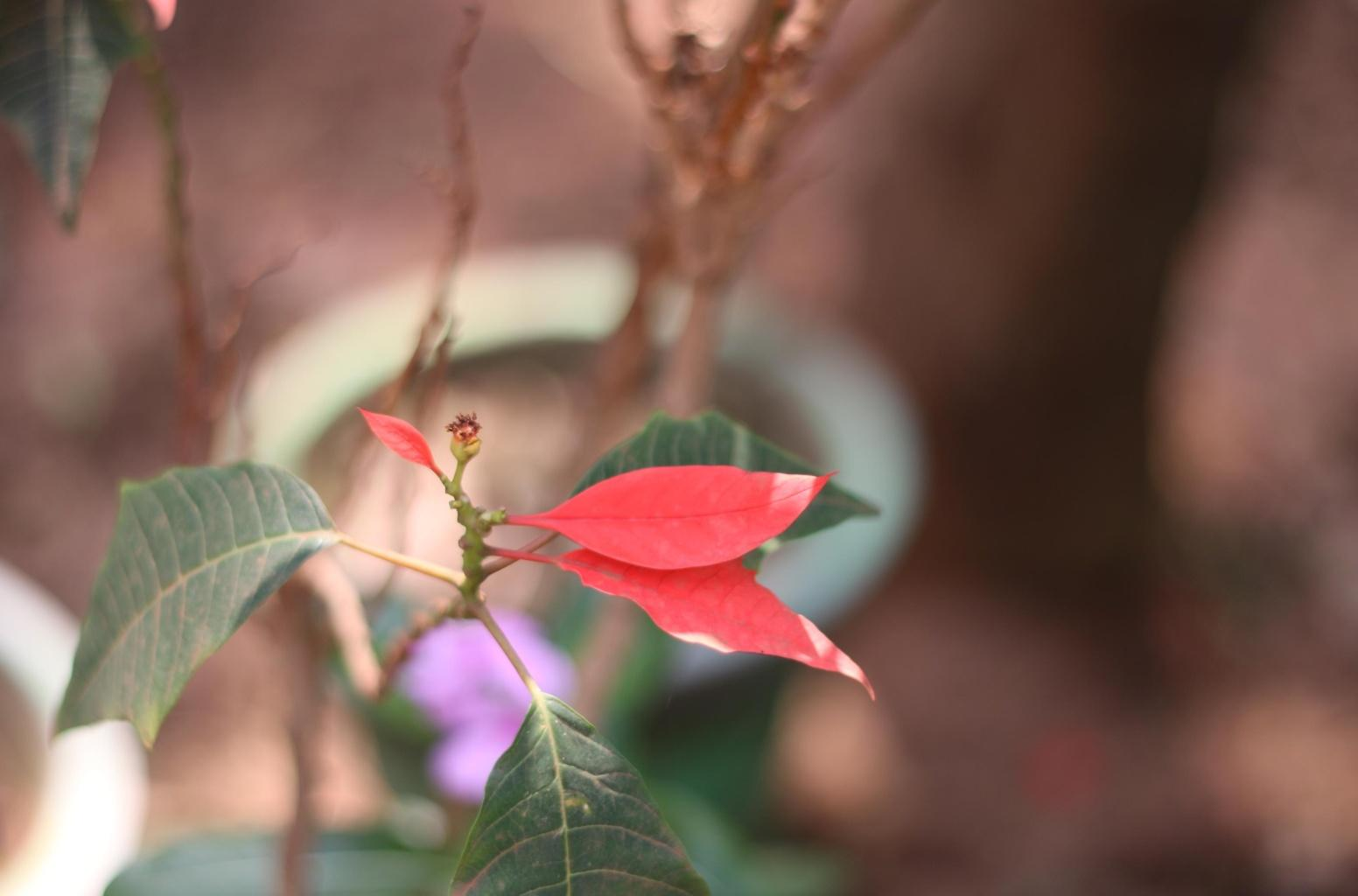 Real Defocus Input 854